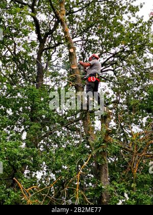 Woodcutter cutting tree with a chainsaw Stock Photo