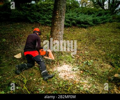 Woodcutter cutting tree with a chainsaw Stock Photo