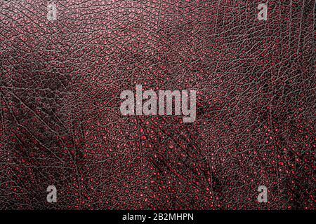 Red - black textured reptile skin, used texture for the background. Lizard or crocodile skin. Freshwater crocodile red bone skin texture background. . Stock Photo