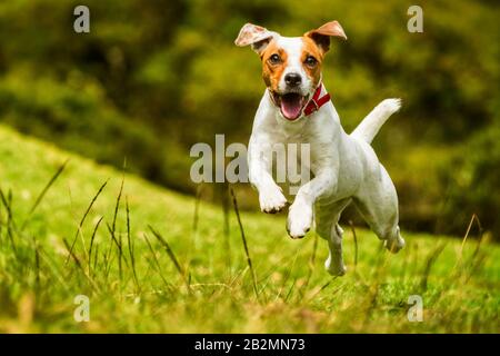 A Jack Russell Terrier with white and brown fur is captured mid-leap while running through a grassy field. The dog's mouth is open, tongue visible, and ears are flapping, indicating energetic Stock Photo
