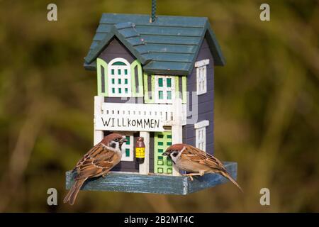 Two Eurasian tree sparrows (Passer montanus) eating seed from decorated garden birdfeeder / bird feeder Stock Photo