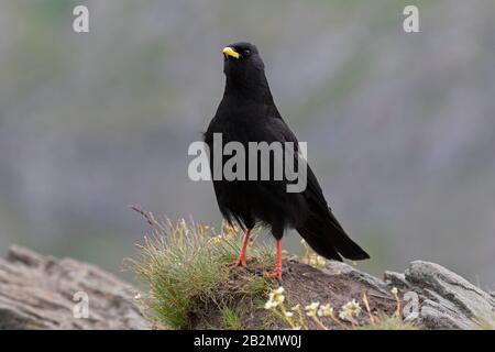 Alpine chough / yellow-billed chough (Pyrrhocorax graculus) in the Austrian Alps in summer, Hohe Tauern National Park, Carinthia, Austria Stock Photo