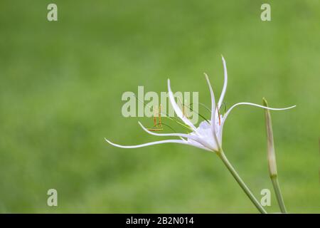 A white hymenocallis littoralis spider lily flower in Hamilton Island.