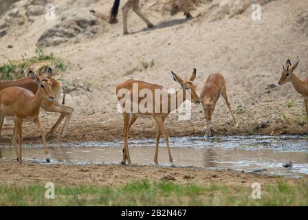 A group if female Impala antelopes, drinking water from a small river Stock Photo