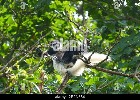 A Black-and-white Colobus patriarch chilling in the treetops Stock Photo