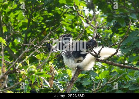 A Black-and-white Colobus patriarch chilling in the treetops Stock Photo