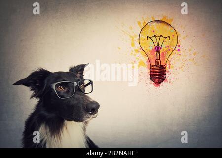 Pensive wise Border Collie dog wearing glasses looks up, thinking of ideas as a colorful light bulb shows his pet creativity. Genius puppy concept. Stock Photo