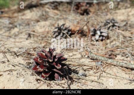 Pine tree cone on sand with needles close-up nature sunny macro Stock Photo