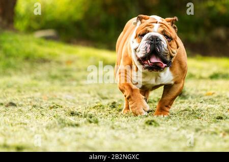 Purebred English Bulldog Moving Toward The Camera Wrinkled Face Close Up Stock Photo