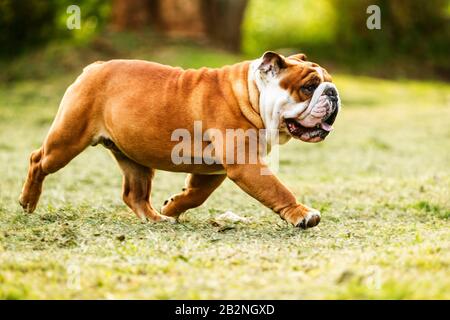 Low Angle Shot Of A Purebred English Bulldog In Motion Stock Photo