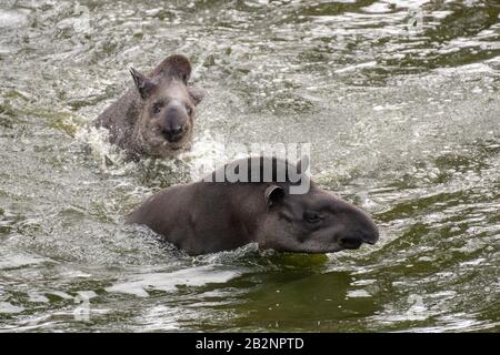 Portrait of two South American tapirs swimming and splashing in the water Stock Photo