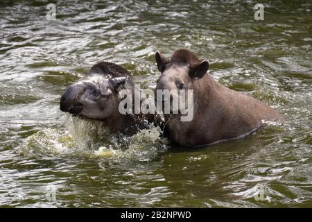 Portrait of two South American tapirs swimming and splashing in the water Stock Photo