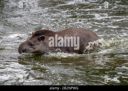 Portrait of a South American tapir swimming in the water in the wild Stock Photo