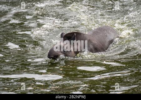 Portrait of a South American tapir swimming in the water in the wild Stock Photo