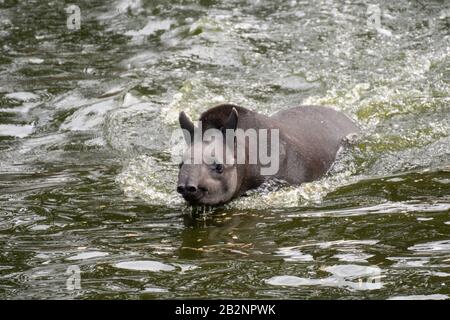 Portrait of a South American tapir swimming in the water int he wild Stock Photo