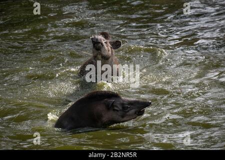 Portrait of two South American tapirs swimming and splashing in the water Stock Photo