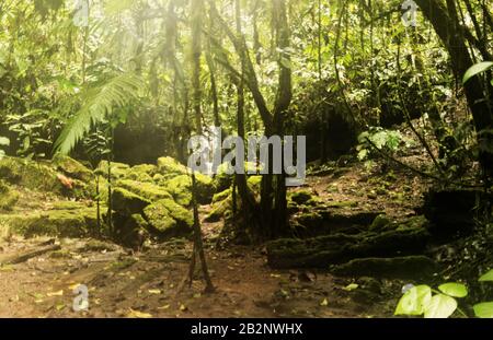 A dense tropical forest scene featuring moss-covered rocks and tree trunks, with sunlight filtering through the canopy. The ground is damp and covered with fallen leaves and soil, and a small Stock Photo