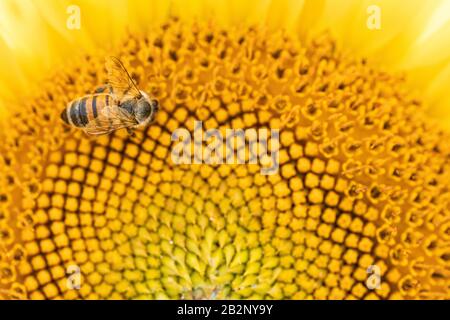 A Bee feeding on a sunflower in Provence, France Stock Photo
