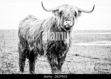 Scottish highlander a beautiful wild cow with huge horns in the swampy grass near the rainy river IJssel in the nature reserve near Fortmond, the Neth Stock Photo