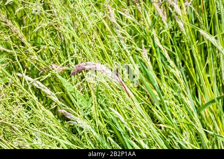 Bugs and mini beasties taken at RSPB, Saltholme, Seal Sands, Teesside, County Durham, England, UK Stock Photo