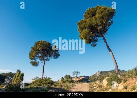 The desert of the palms in Benicassim, Costa Azahar, Spain Stock Photo