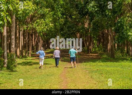 Senior adults walking on the Wai Koa Loop trail or track leads through plantation of Mahogany trees in Kauai, Hawaii, USA Stock Photo