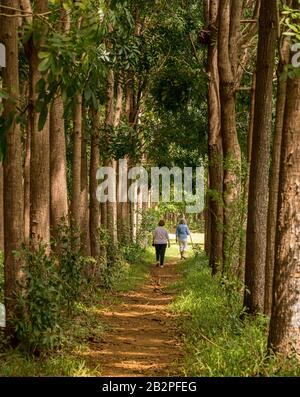 Senior adults walking on the Wai Koa Loop trail or track leads through plantation of Mahogany trees in Kauai, Hawaii, USA Stock Photo