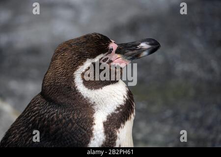 African penguin - Spheniscus demersus or black footed penguin on rock background. Cute marine wild bird at the zoo, waterbird isolated on rocky backgr Stock Photo