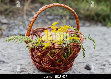 Comparison of Solidago, wormwood or Artemisia absinthium and Ambrosia flowering in summer. Soft focus. Collected medicinal plants on a concrete slab. Stock Photo