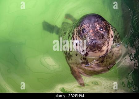 Atlantic Grey Seal - Halichoerus grypus swimming at the water surface in terarium. Funny seal looking up and resting in the salt water Stock Photo