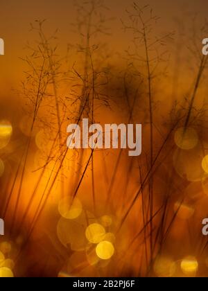 Water droplets on grasses at dawn March Norfolk Stock Photo