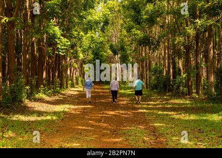 Senior adults walking on the Wai Koa Loop trail or track leads through plantation of Mahogany trees in Kauai, Hawaii, USA Stock Photo