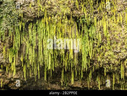 Detail of the ferns and other plants hanging from rocks at Fern Grotto on Wailua river in Kauai Stock Photo