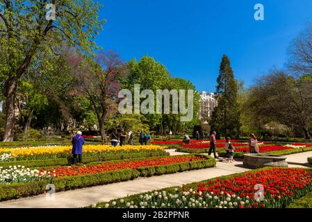 Tulips in the Royal Botanical Gardens, Madrid, Spain Stock Photo