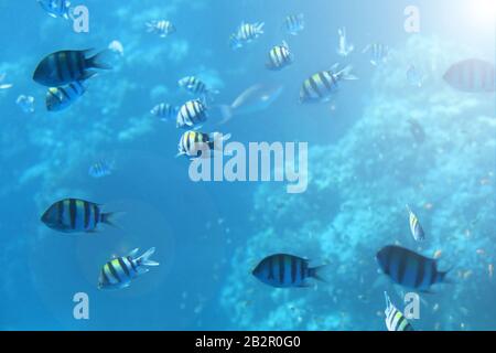 Breathtaking underwater view of mackerel fish school feeding on plankton under the surface of Red Sea, Egypt, with sun rays going down to the bottom Stock Photo