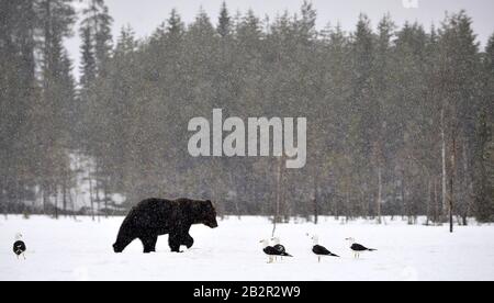 Brown bear walking on snow-covered swamp in blizzard.  Scientific name: Ursus Arctos. Winter forest. Natural Habitat. Stock Photo