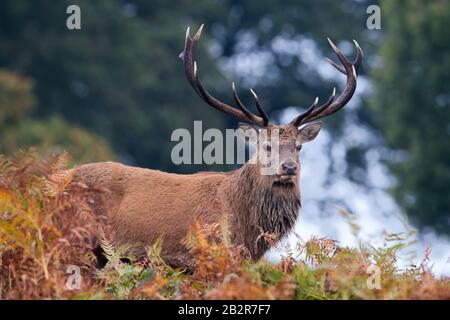 Red Deer Stag (Cervus elaphus) in deep bracken at the edge of a forest Stock Photo