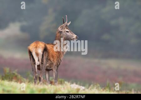 Juvenile Red Deer Stag (Cervus elaphus) Stock Photo