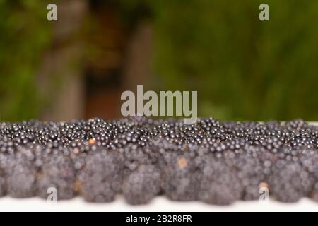 The background of the blackberries line in sharpness scattered on the surface, on a blurred background of greenery. Stock Photo