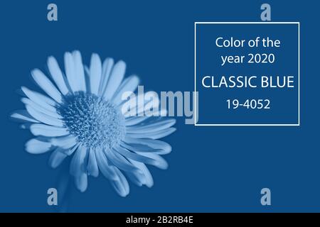 Chamomile  in color Pantone classic blue 2020. Color of the year. Monochrome photo. Stock Photo