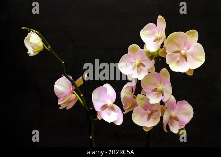 Large lilac green orchid petals on a black background. Perfect blank for a holiday card Stock Photo