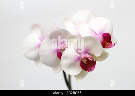 Large lilac green orchid petals on a white background. Perfect blank for a holiday card Stock Photo