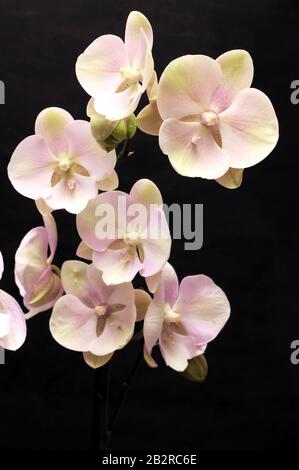 Large lilac green orchid petals on a black background. Perfect blank for a holiday card Stock Photo