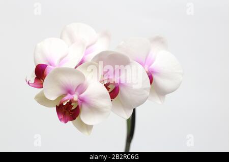 Large lilac green orchid petals on a white background. Perfect blank for a holiday card Stock Photo