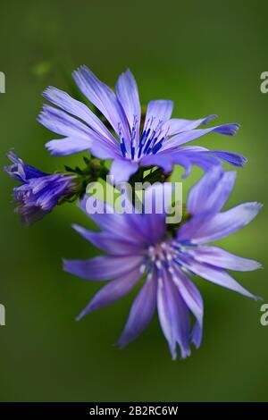 Chicory Wildflowers Stock Photo