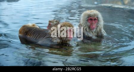 Family of Japanese macaques cleans wool each other in the water of natural hot springs. Grooming of Snow Monkeys.The Japanese macaque.Macaca fuscata, Stock Photo