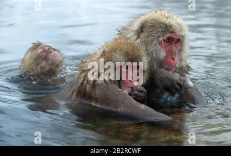 Family of Japanese macaques cleans wool each other in the water of natural hot springs. Grooming of Snow Monkeys.The Japanese macaque.Macaca fuscata, Stock Photo
