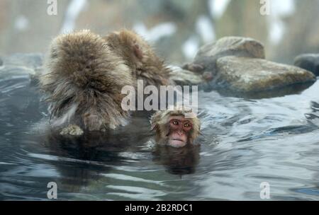 Family of Japanese macaques in the water of natural hot springs. The Japanese macaque ( Scientific name: Macaca fuscata), also known as the snow monke Stock Photo