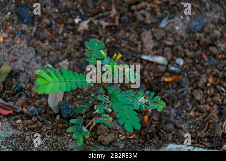 Biophytum sensitivum, also known as little tree plant, is a species of plant in the genus Biophytum of the family Oxalidaceae. Stock Photo