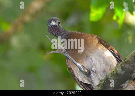 Dusky-legged Guan (Penelope obscura) scratching in Costa Rican forest Stock Photo